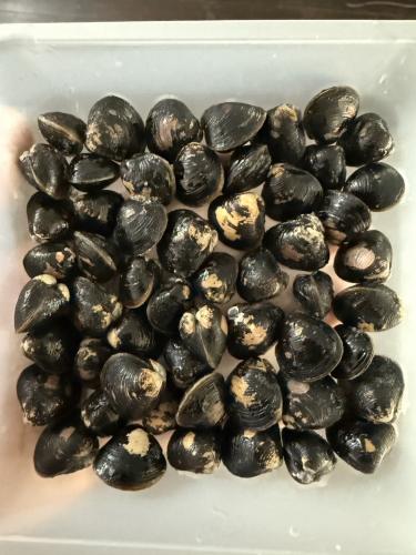 島根県産 冷凍大和しじみ 200g=CLAM-01